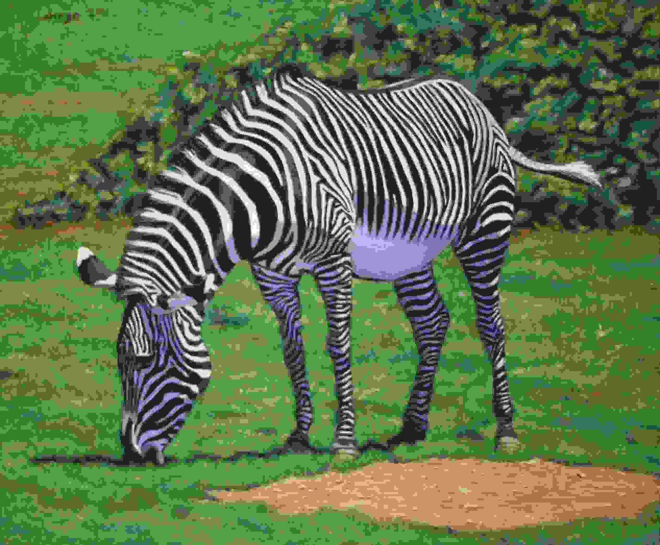 Zebra